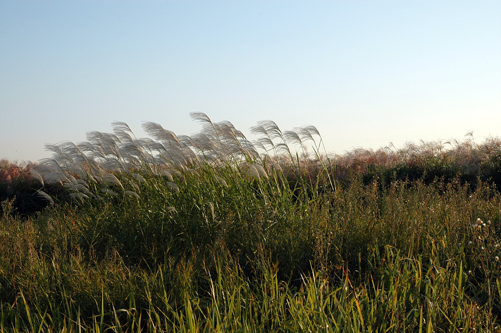 억새 - peder, Miscanthus sinensis var. purpurascens (Andersson) Rendle