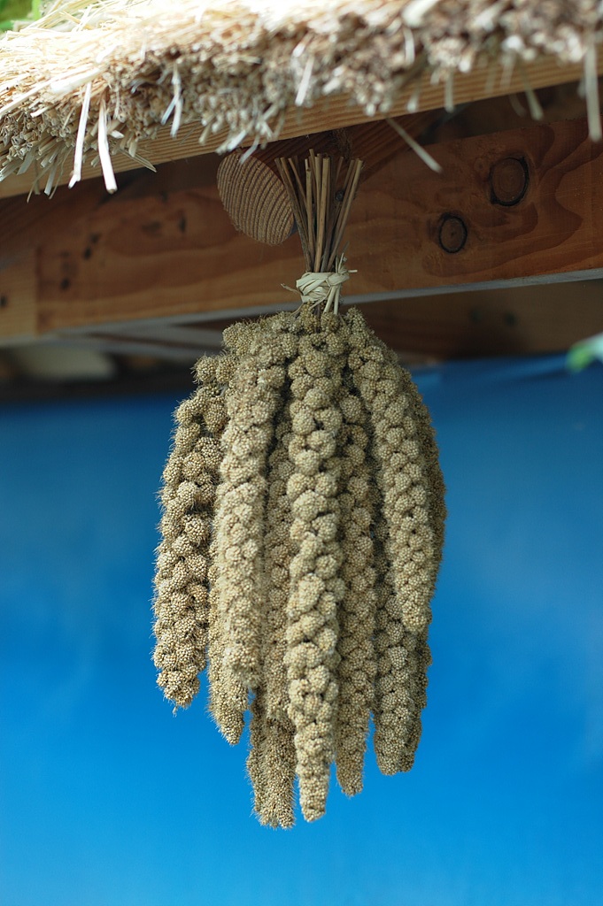 조 - Setaria italica (L.) P.Beauv.