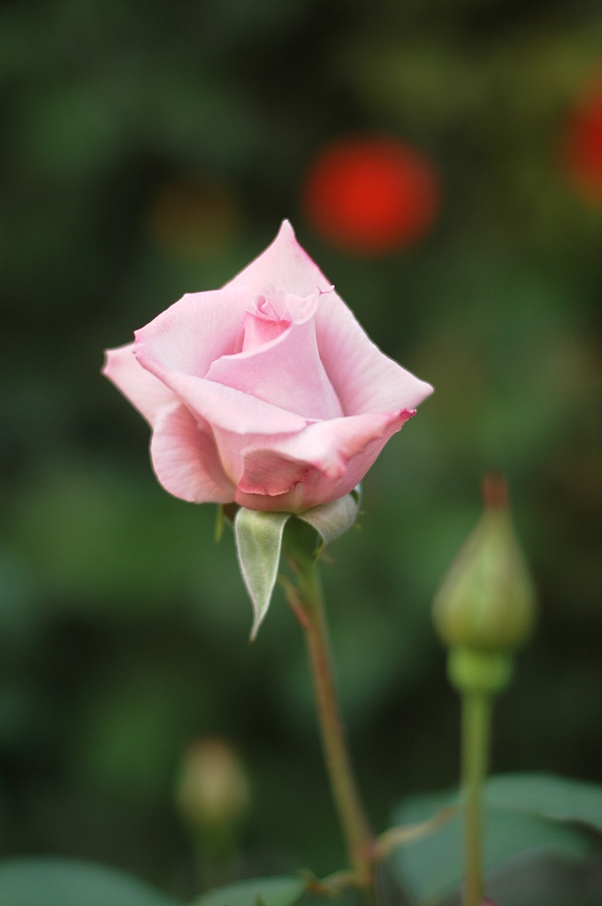 장미 - Rose, Rosa hybrida
