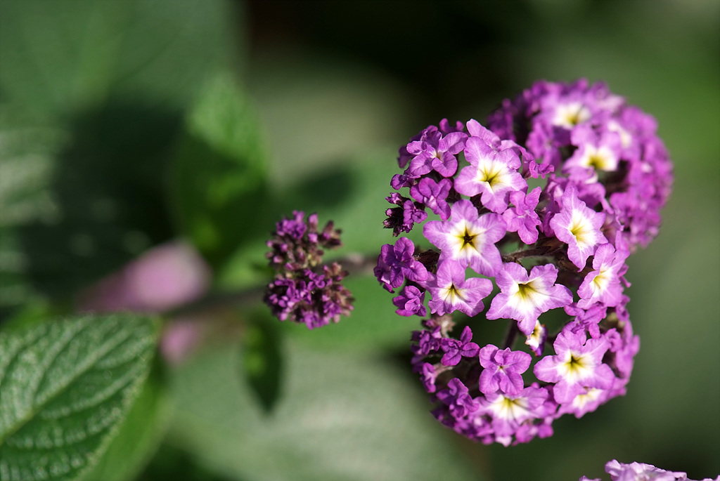 헬리오트롭 - Heliotropium peruviana, Heliotropium arborescens