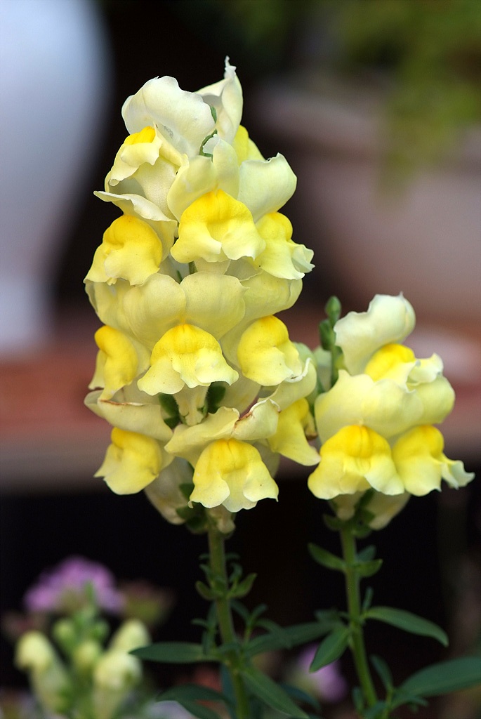 금어초 - snapdragon, Antirrhinum majus