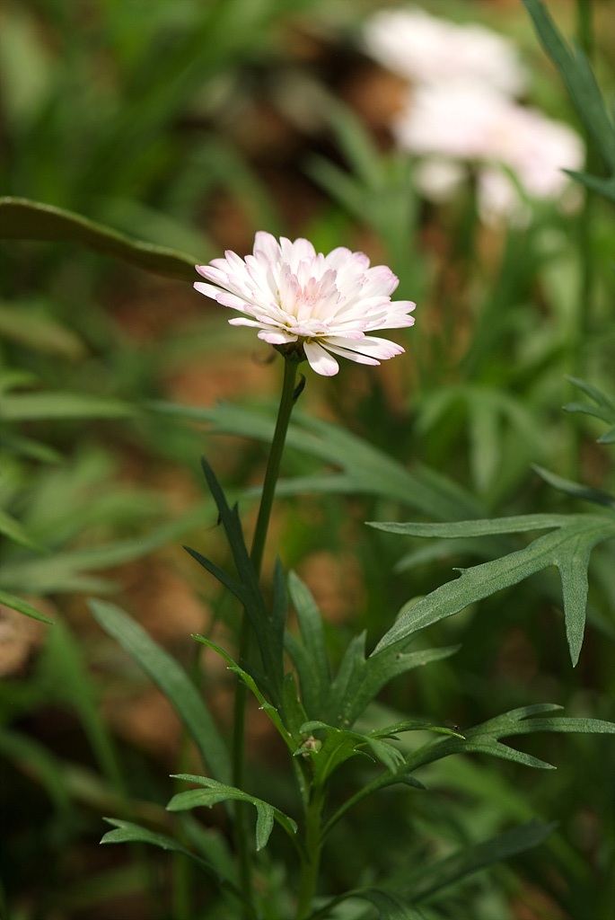 목마가렛 - Chrysanthemum frutescens