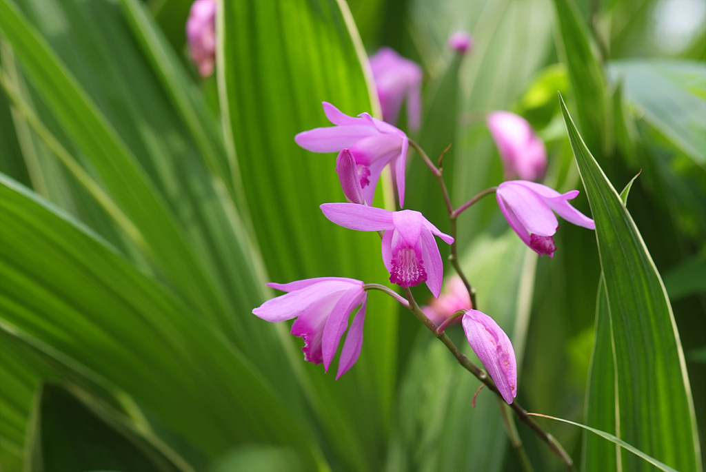 자란 - Bletilla striata (Thunb. ex Murray) Rchb.f.