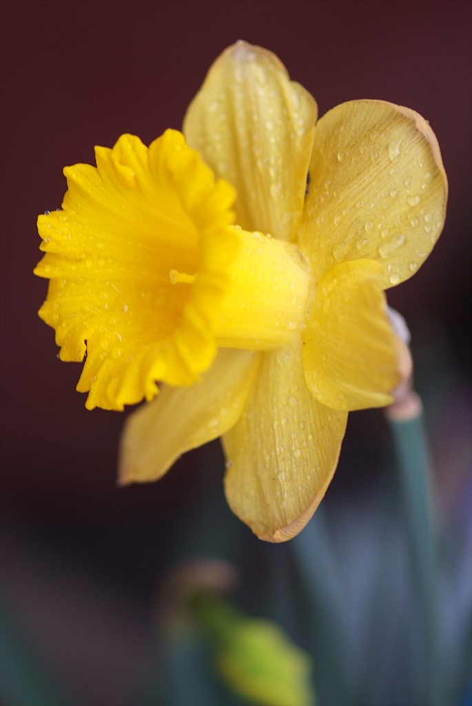 수선화 - daffodil, Narcissus tazetta var. chinensis