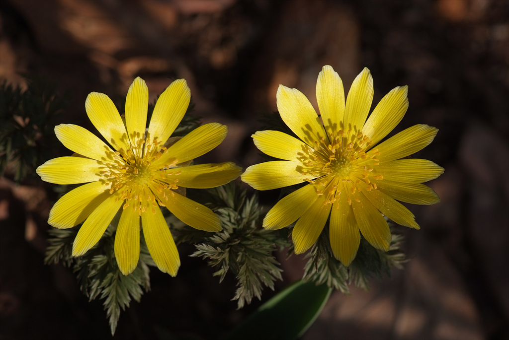 복수초 - Adonis amurensis