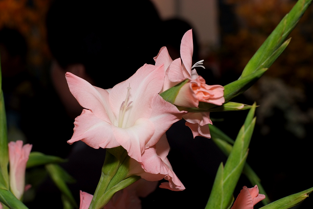 글라디올러스 - Gladiolus gandavensis Van Houtte