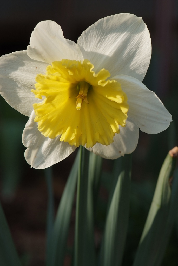 수선화 - daffodil, Narcissus tazetta var. chinensis