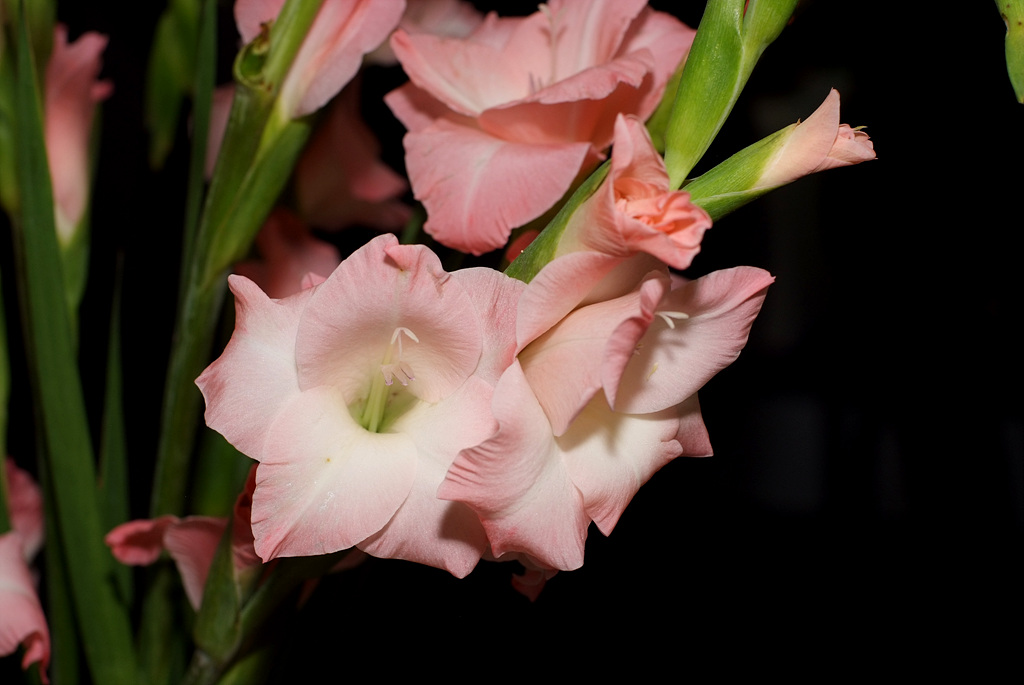 글라디올러스 - Gladiolus gandavensis Van Houtte