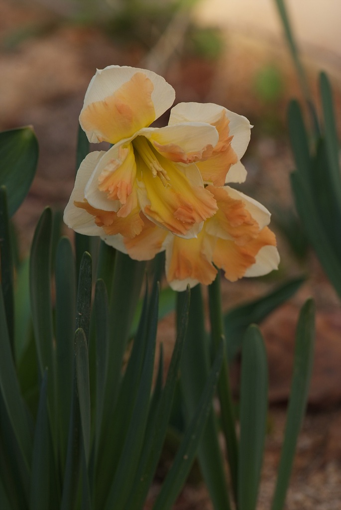 수선화 - daffodil, Narcissus tazetta var. chinensis