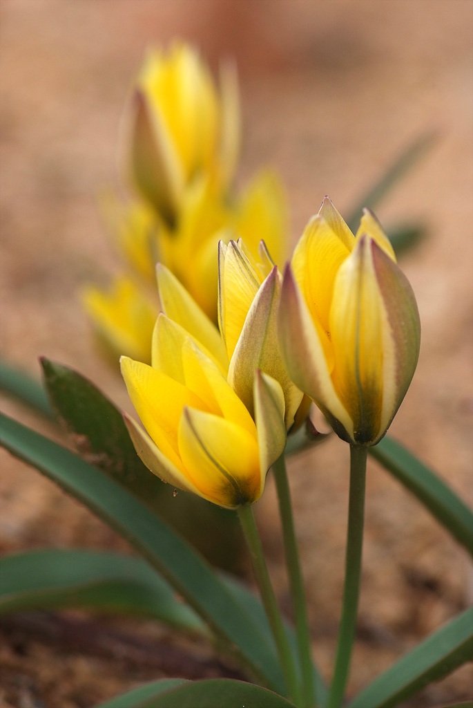 튤립 - Tulip, Tulipa gesneriana