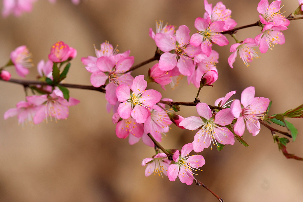 이스라지나무 - Prunus japonica Thunb. var. nakaii (H. Lév.) Rehder