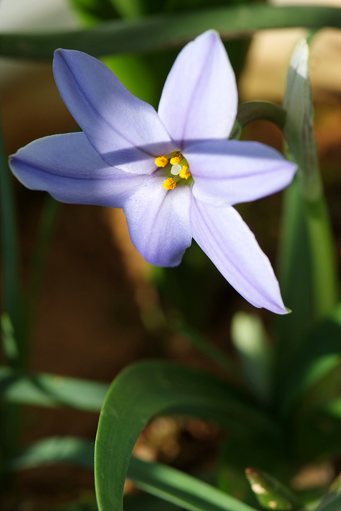 향기별꽃 - starflower, spring starflower, Ipheion uniflorum