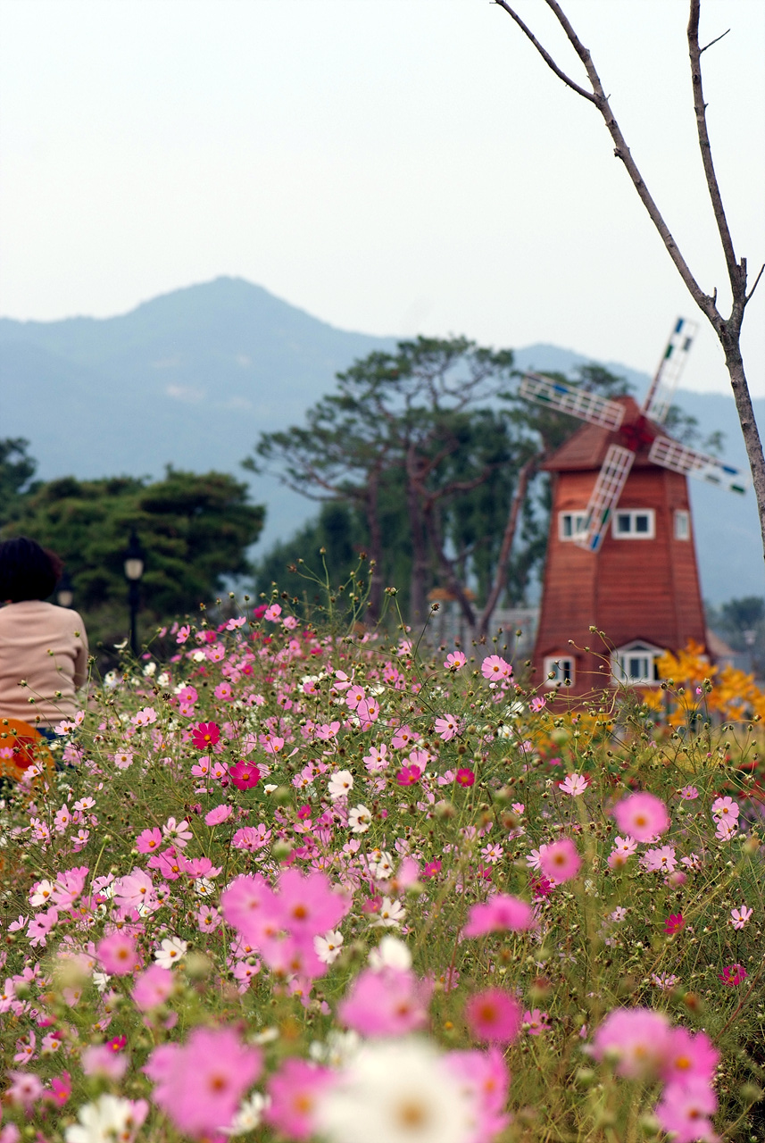 코스모스 - Browallia speciosa, Cosmos bipinnatus