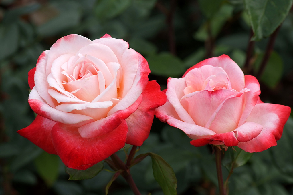 장미 - Rose, Rosa hybrida