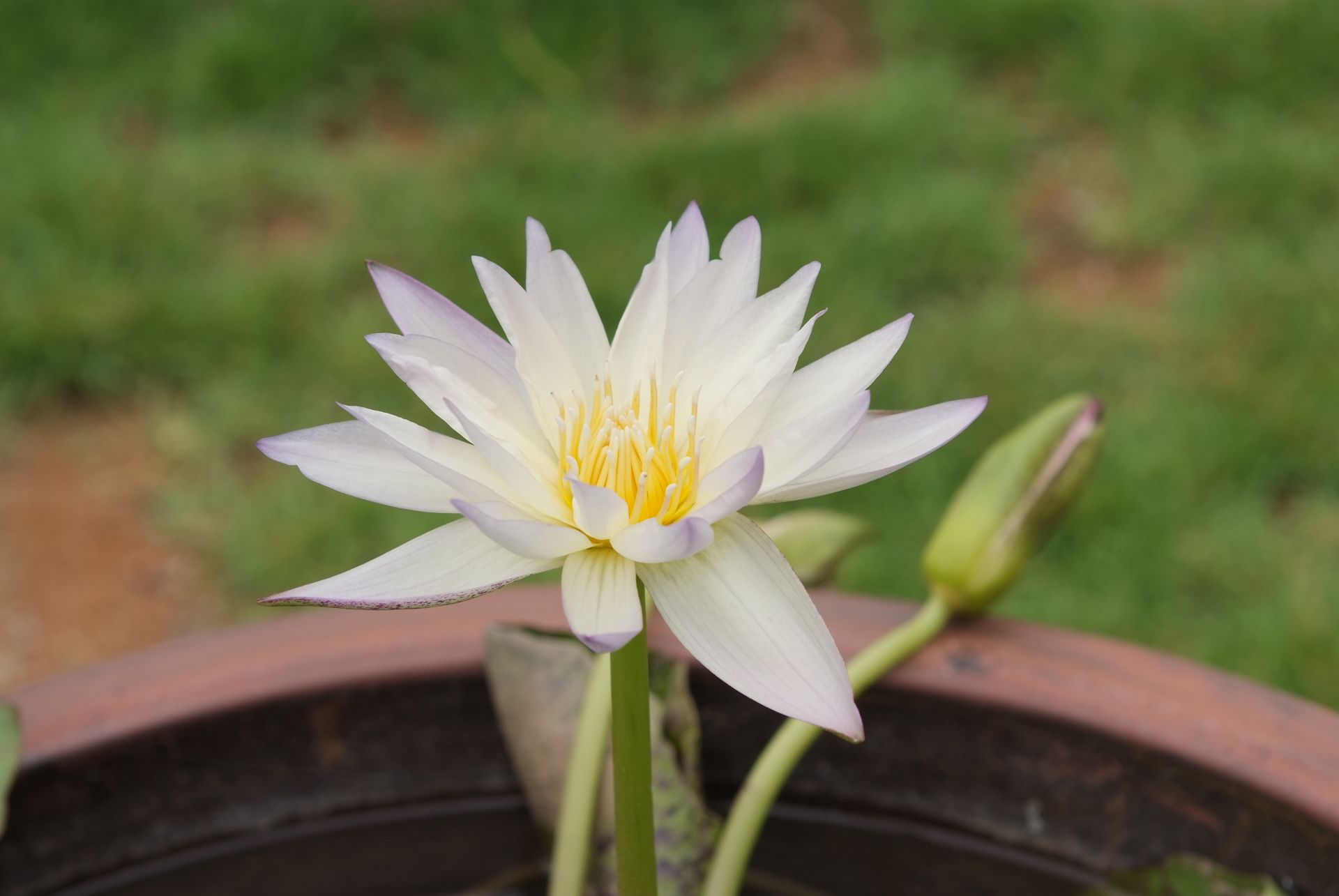수련 - Nymphaea tetragona var. angusta