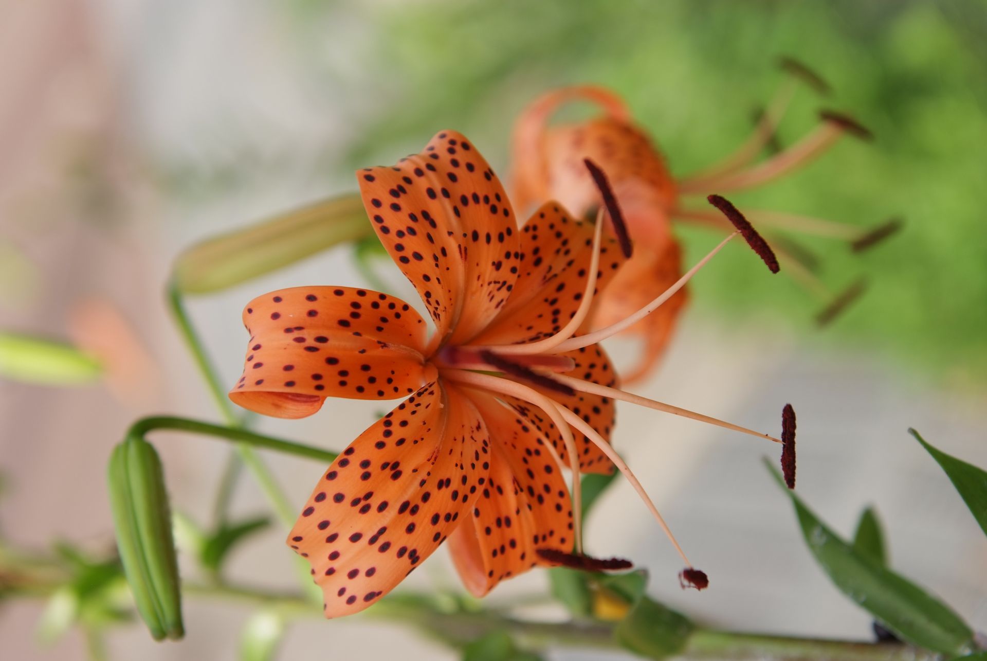 참나리 - Tiger Lily, Lilium tigrinum