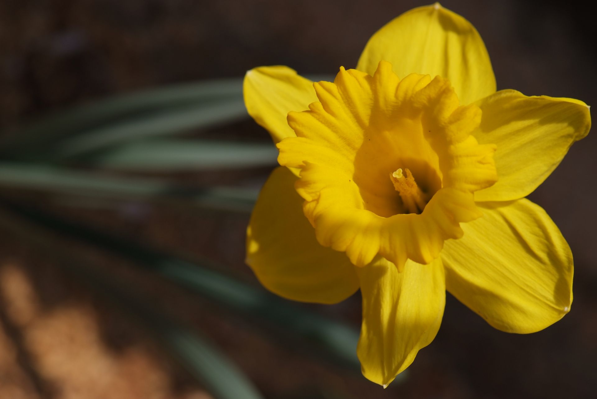 수선화, Narcissus tazetta var. chinensis