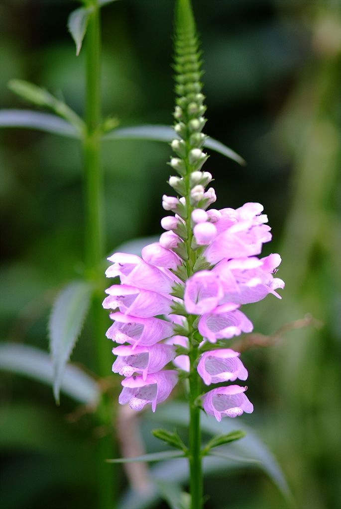 꽃범의꼬리 - Physostegia virginiana