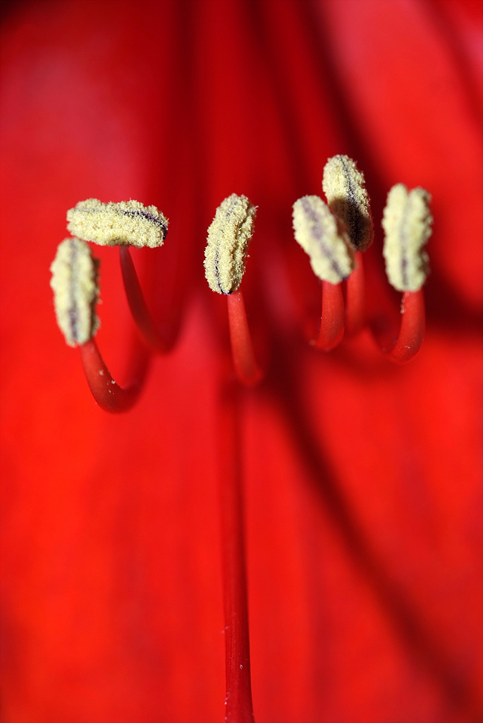 아마릴리스 - amaryllis, Hippeastrum puniceum (Lam.) Voss
