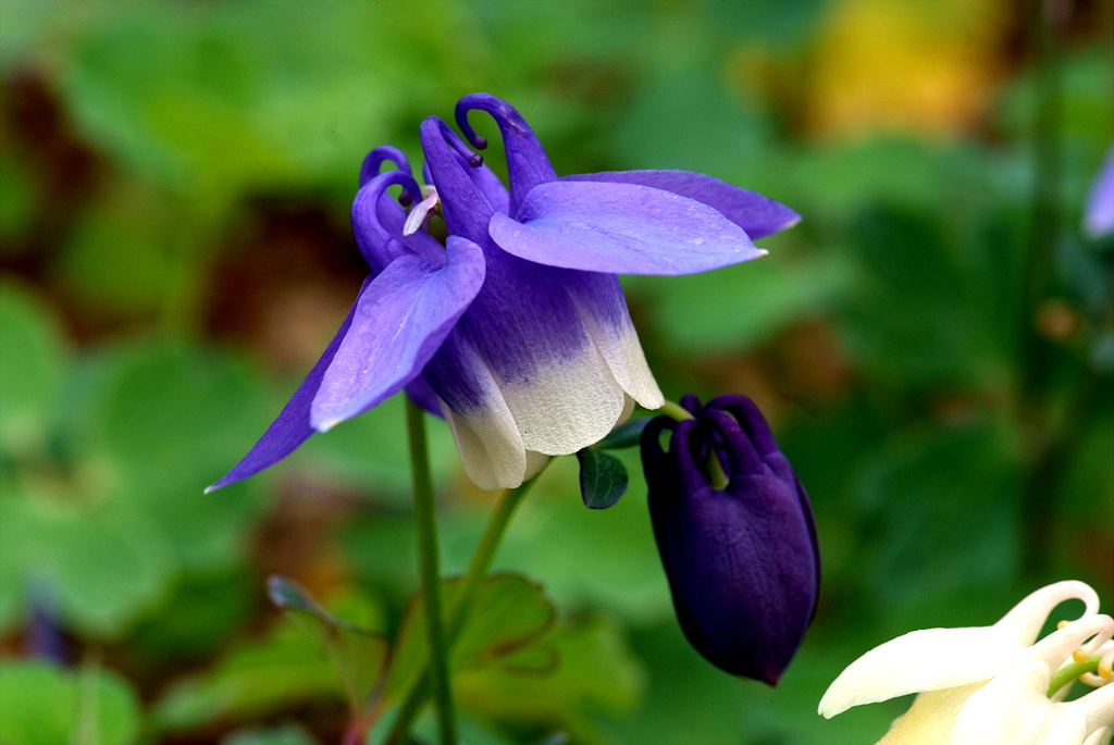매발톱 - columbine, Aquilegia buergeriana Siebold & Zucc. var. oxysepala (Trautv. & C. A. Mey.) Kitam.