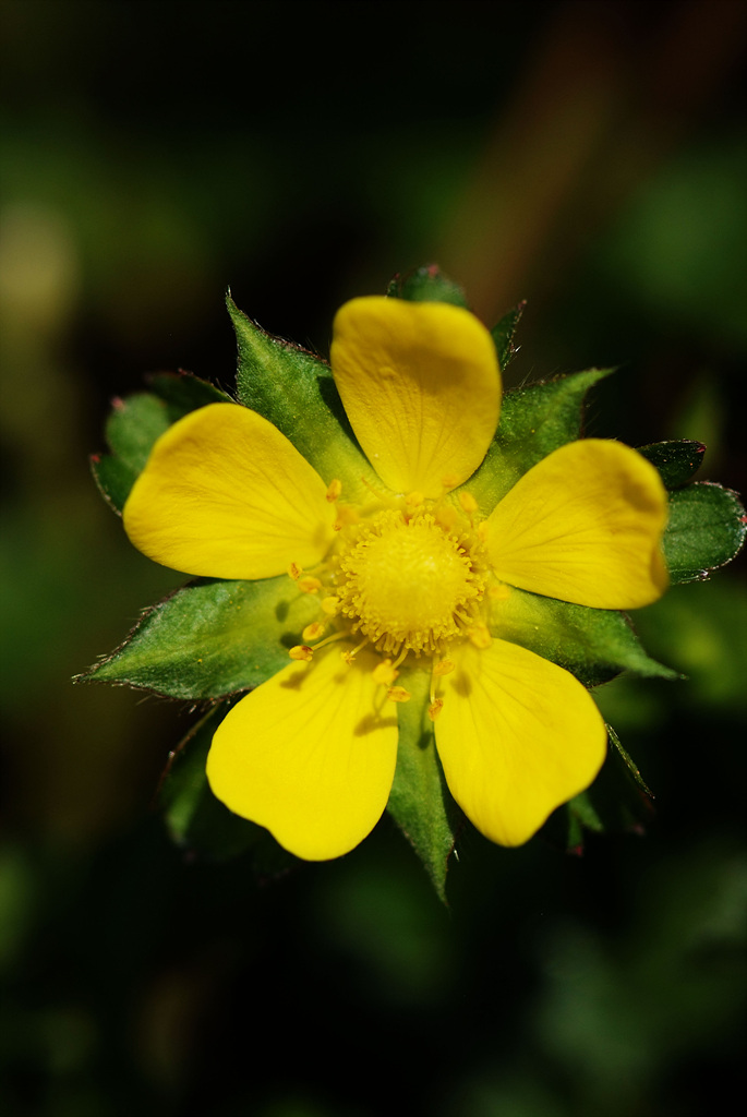 뱀딸기 - Duchesnea chrysantha