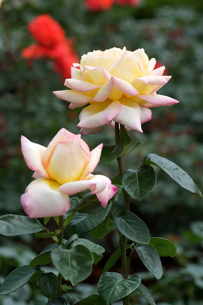 장미 - Rose, Rosa hybrida