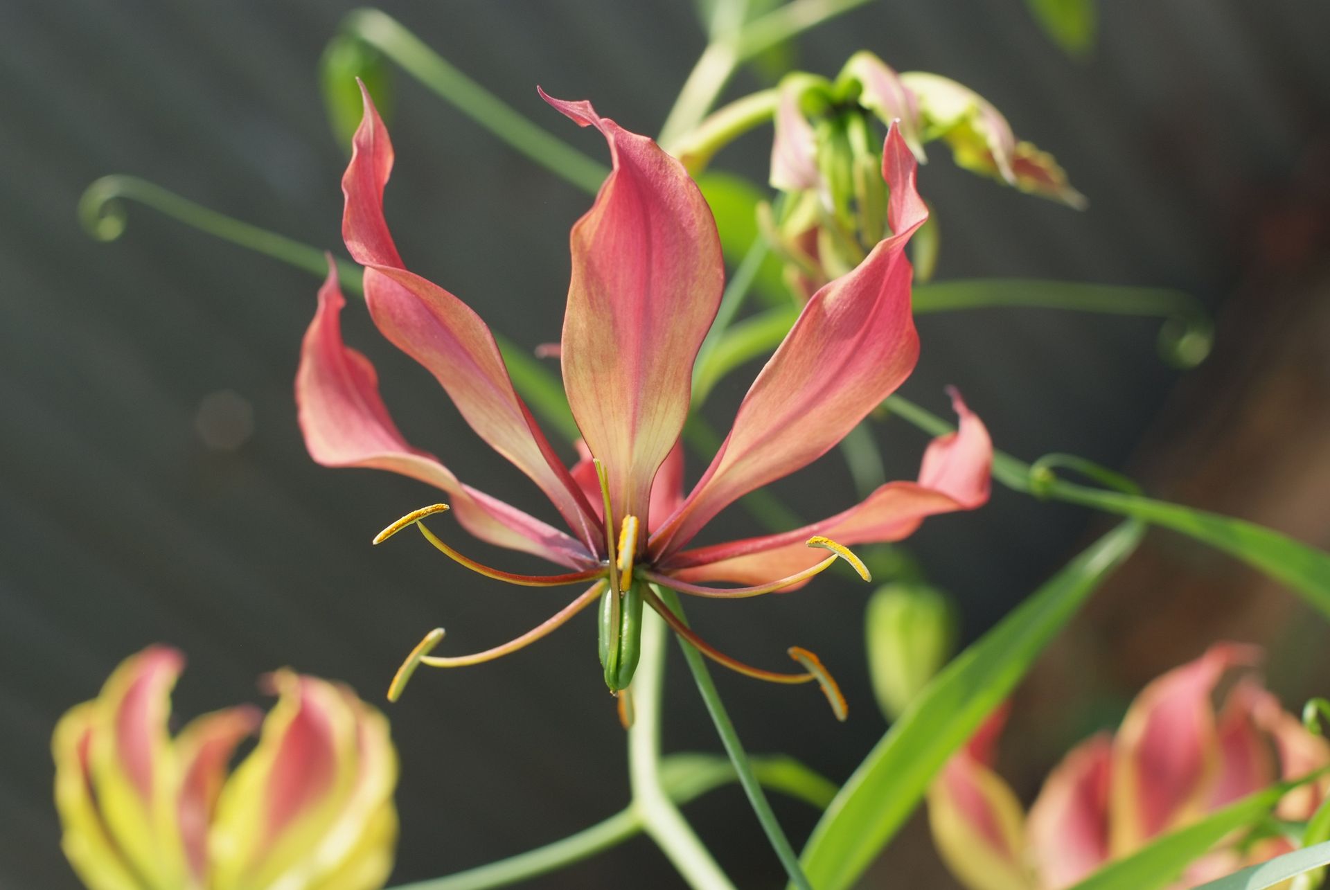 글로리오사 - gloriosa lily