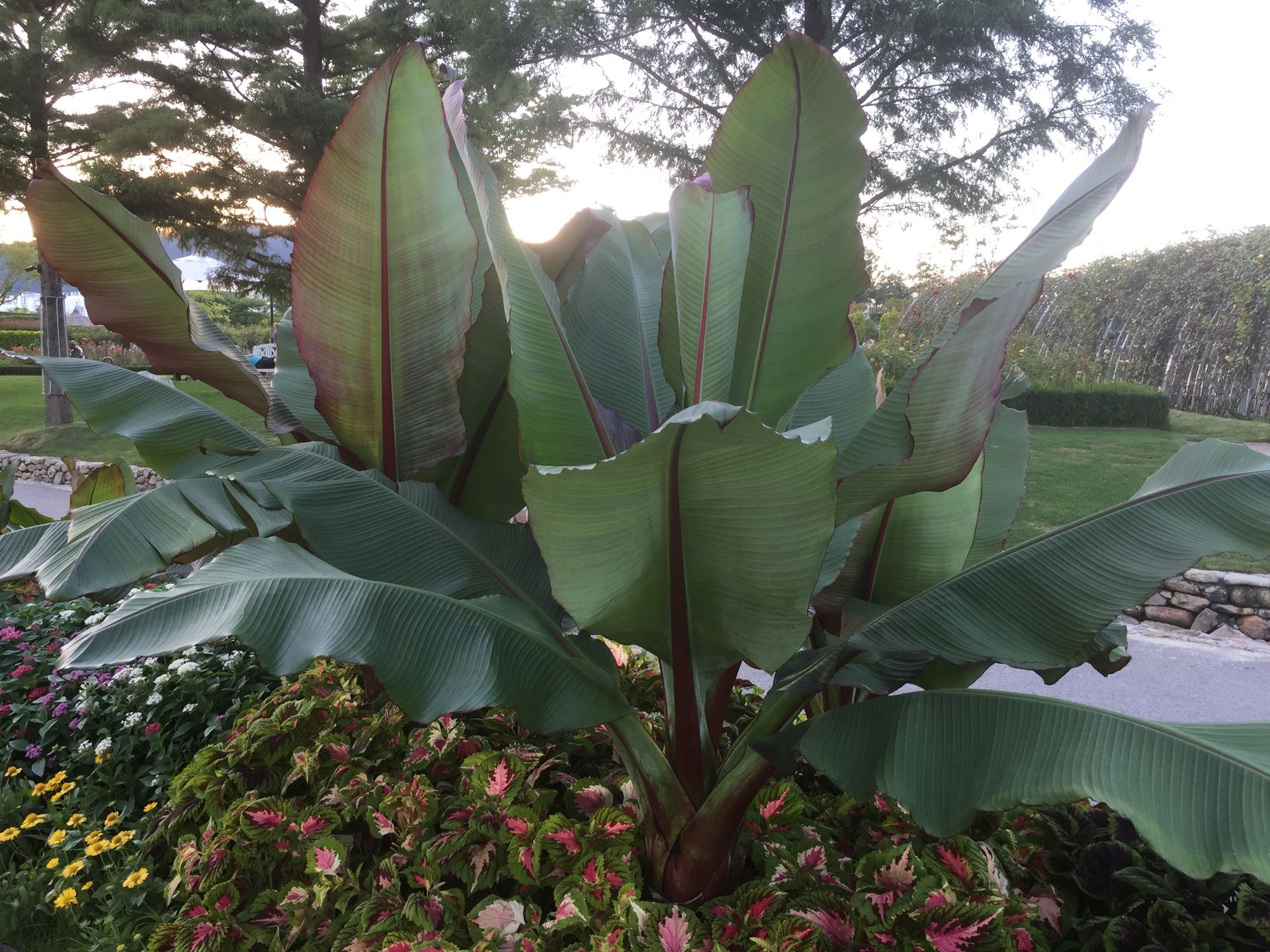 나무바나나 - False Banana,Ethiopian Banana, Ensete ventricosum