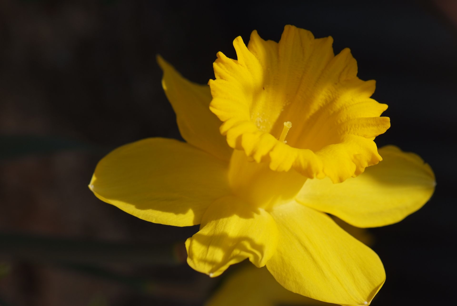 수선화 - daffodil, Narcissus tazetta var. chinensis
