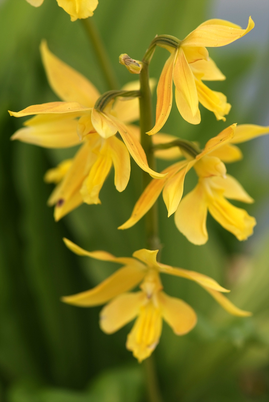 금새우난초 - Calanthe discolor for. sieboldii (Decne.) Ohwi