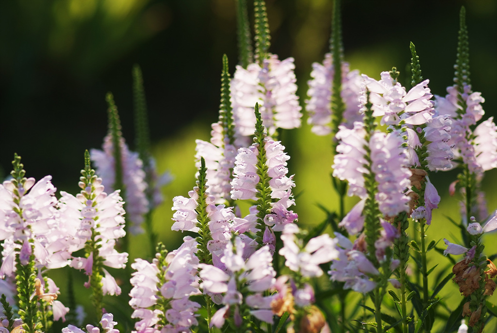 꽃범의꼬리 - Physostegia virginiana