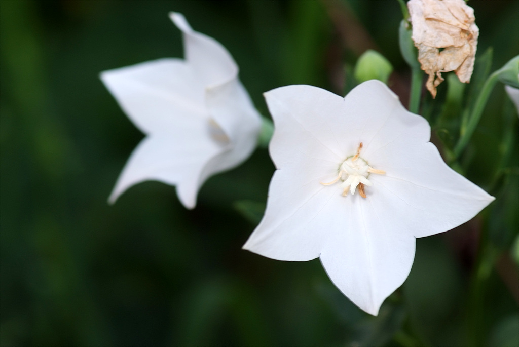 백도라지 - Platycodon grandiflorum for. albiflorum (Honda) H.Hara
