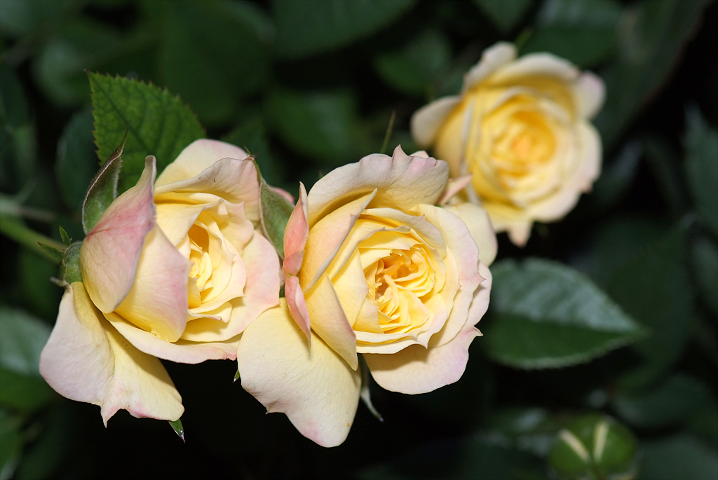 장미 - Rose, Rosa hybrida
