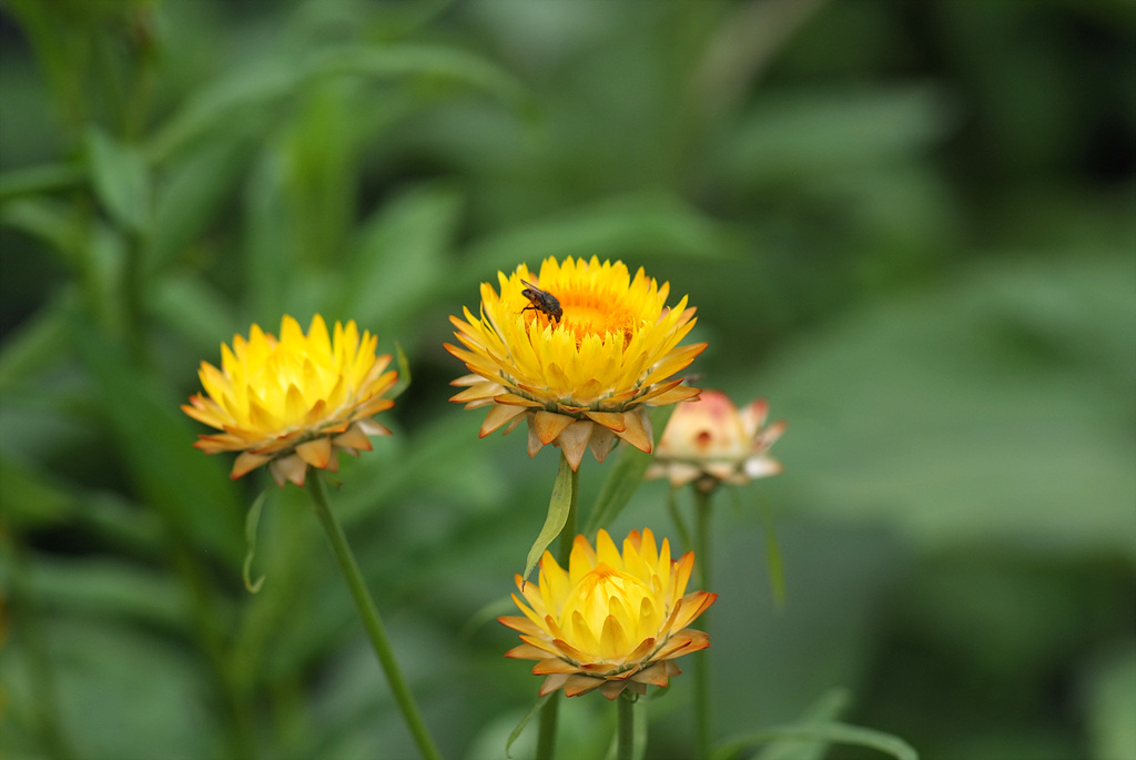 밀짚꽃 - straw flower, Helichrysum bracteatum