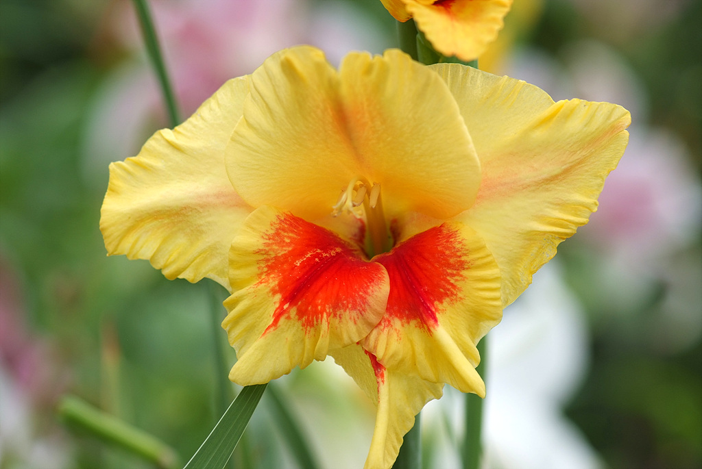 글라디올러스 - Gladiolus gandavensis Van Houtte