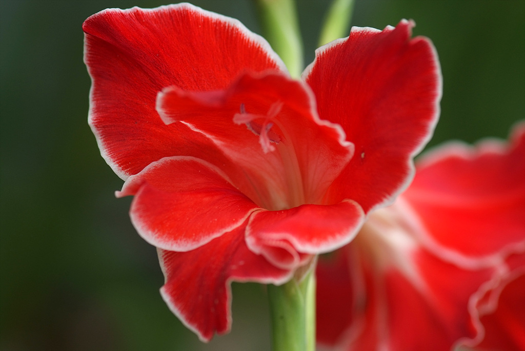 글라디올러스 - Gladiolus gandavensis Van Houtte