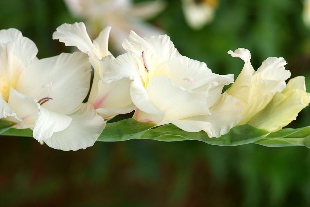 글라디올러스 - Gladiolus gandavensis Van Houtte