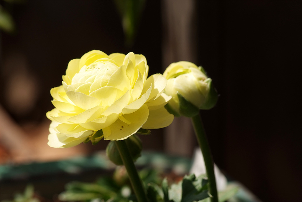 라넌큘러스 - Ranunculus asiaticus