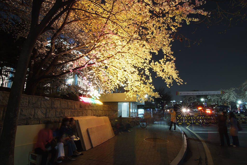 벚나무 - Prunus serrulata var. spontanea (Maxim.) E.H.Wilson