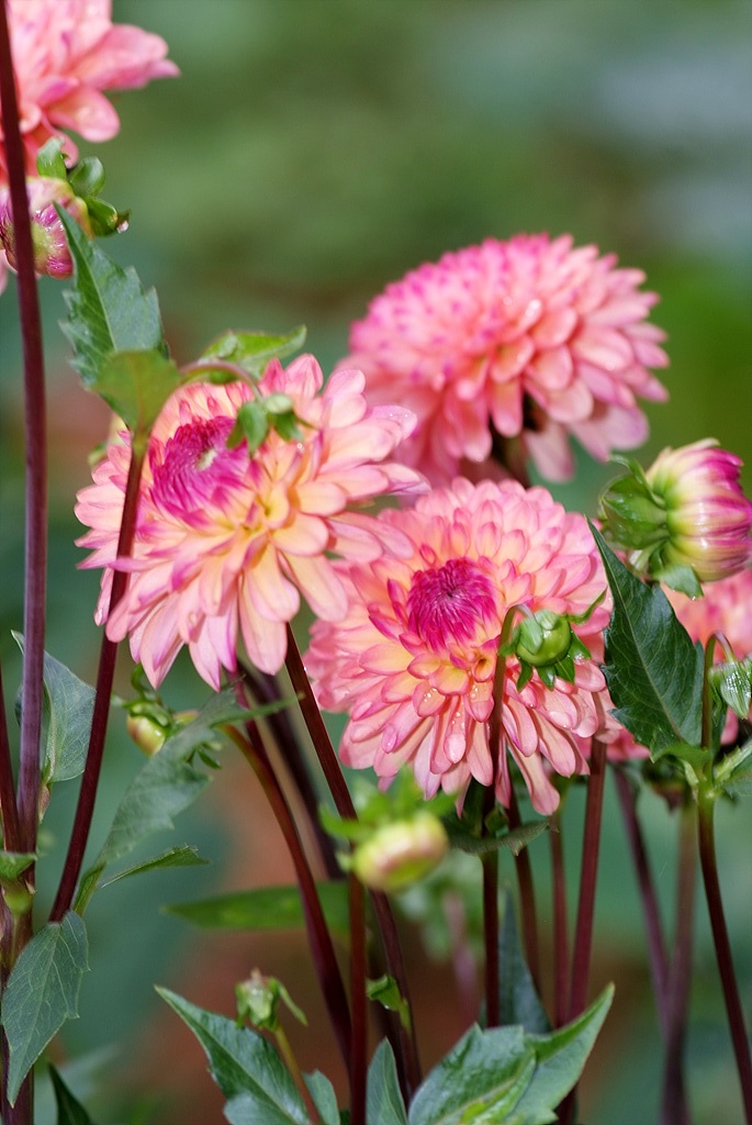 다알리아 - YELLOw BAIRD, Dahlia pinnata Cav.