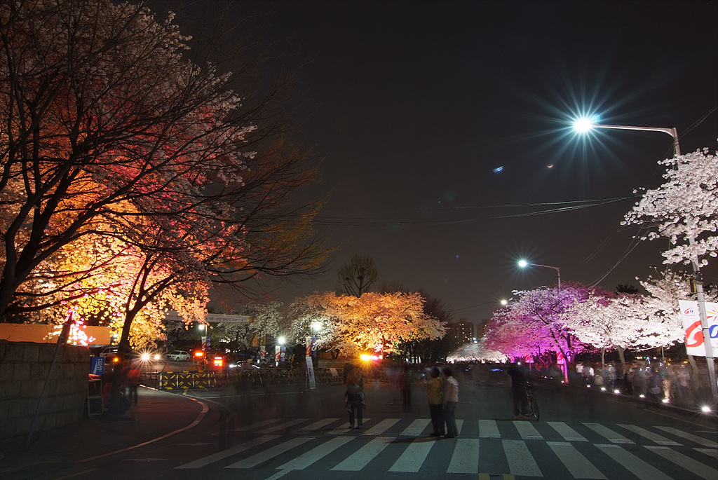 벚나무 - Prunus serrulata var. spontanea (Maxim.) E.H.Wilson