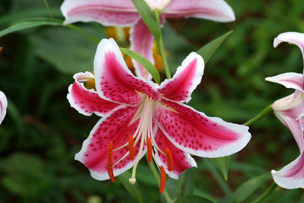 백합 - Lily, Lilium longiflorum Thunb.