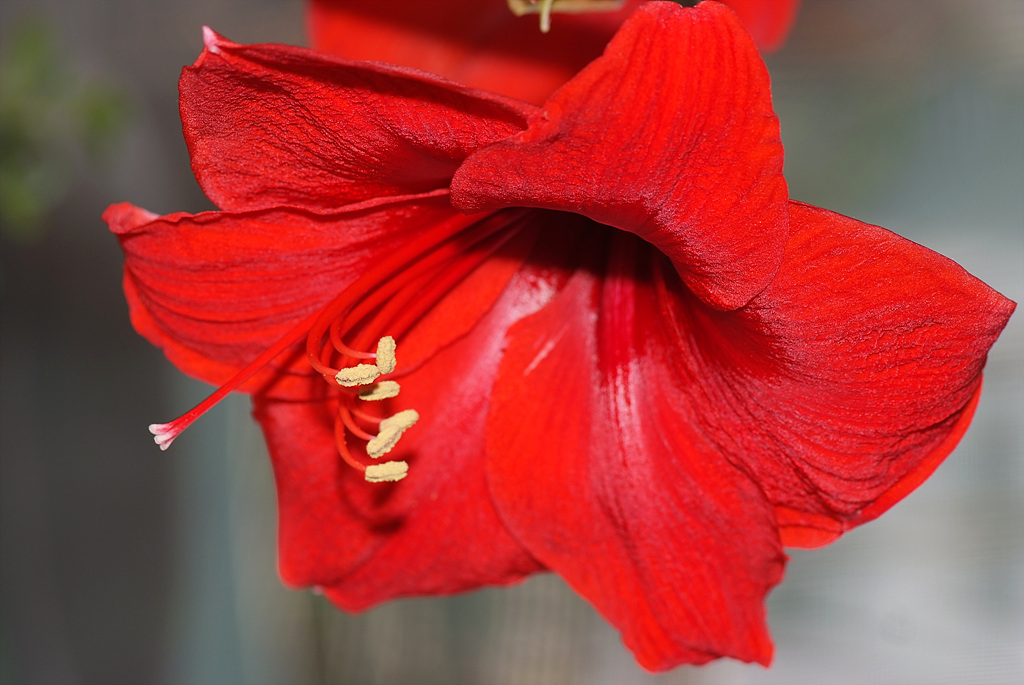 아마릴리스 - amaryllis, Hippeastrum puniceum (Lam.) Voss