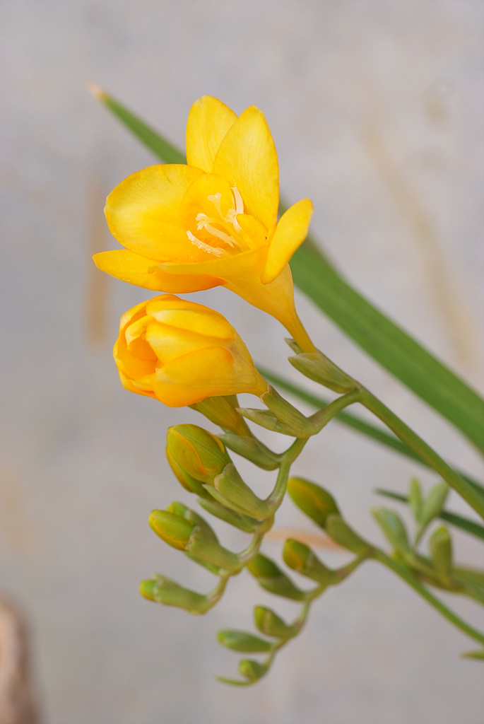 프르지아 - Freesias, Freesia refracta (Jacq.) Klatt