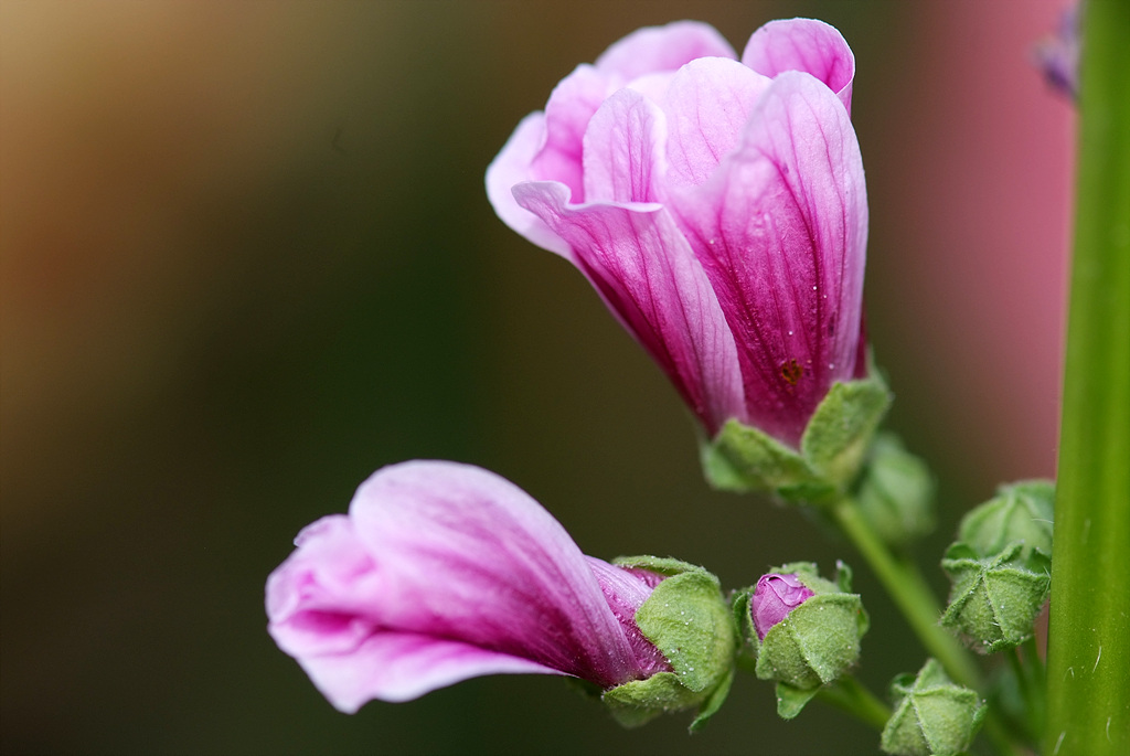 당아욱 - Malva sylvestris var. mauritiana (L.) Boiss.
