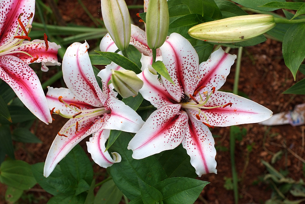 백합 - Lily, Lilium longiflorum Thunb.