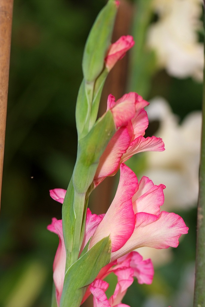 글라디올러스 - Gladiolus gandavensis Van Houtte