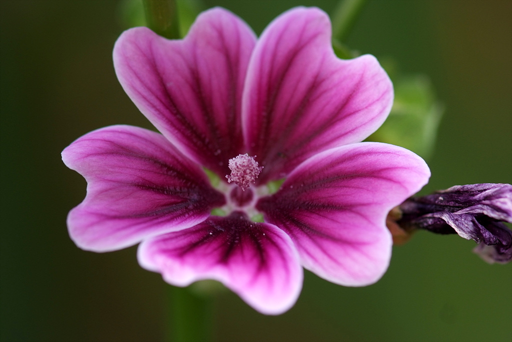 당아욱 - Malva sylvestris var. mauritiana (L.) Boiss.