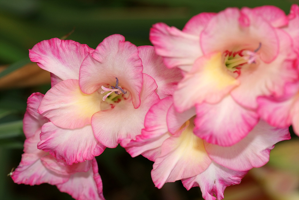 글라디올러스 - Gladiolus gandavensis Van Houtte