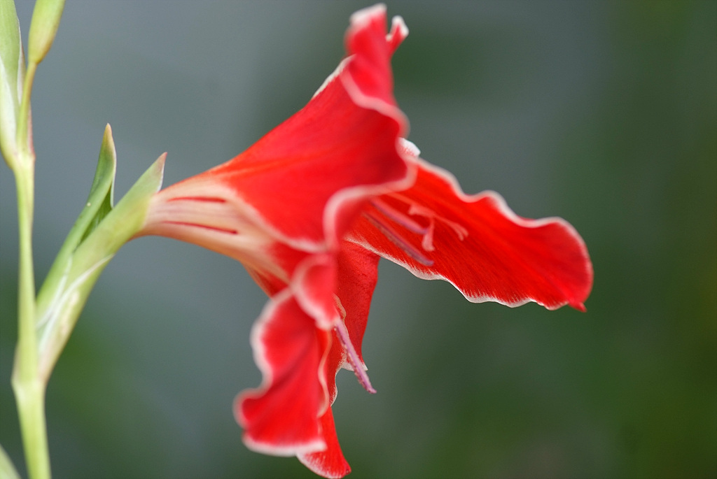 글라디올러스 - Gladiolus gandavensis Van Houtte